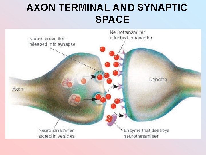 AXON TERMINAL AND SYNAPTIC SPACE 