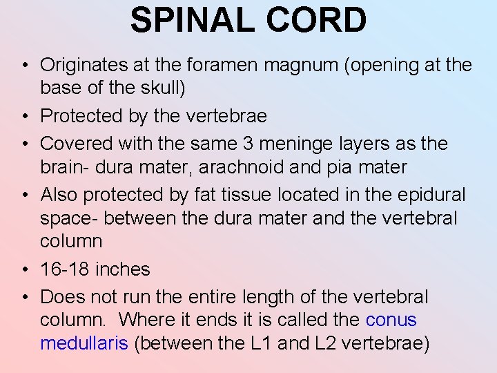 SPINAL CORD • Originates at the foramen magnum (opening at the base of the