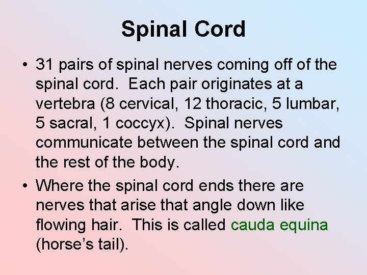 Spinal Cord • 31 pairs of spinal nerves coming off of the spinal cord.