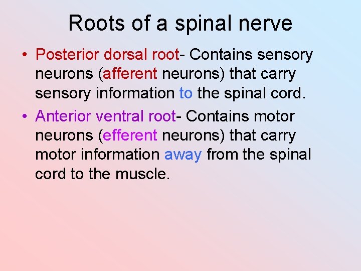 Roots of a spinal nerve • Posterior dorsal root- Contains sensory neurons (afferent neurons)