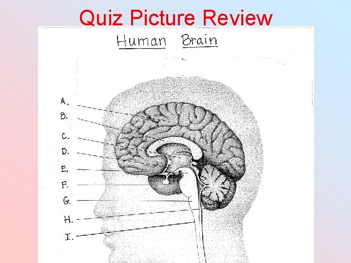 Quiz Picture Review 