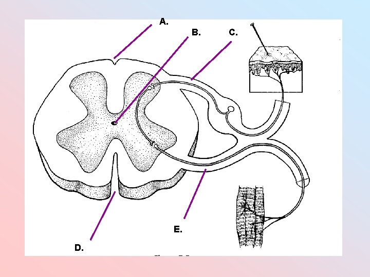 A. B. E. D. C. A. B. E. D. C.