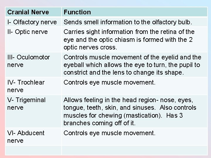 Cranial Nerve Function I- Olfactory nerve Sends smell information to the olfactory bulb. II-