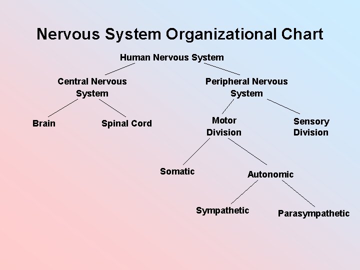 Nervous System Organizational Chart Human Nervous System Central Nervous System Brain Peripheral Nervous System