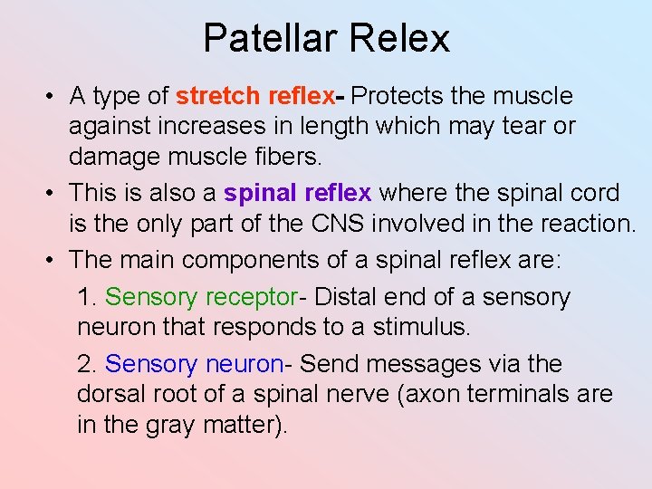 Patellar Relex • A type of stretch reflex- Protects the muscle against increases in