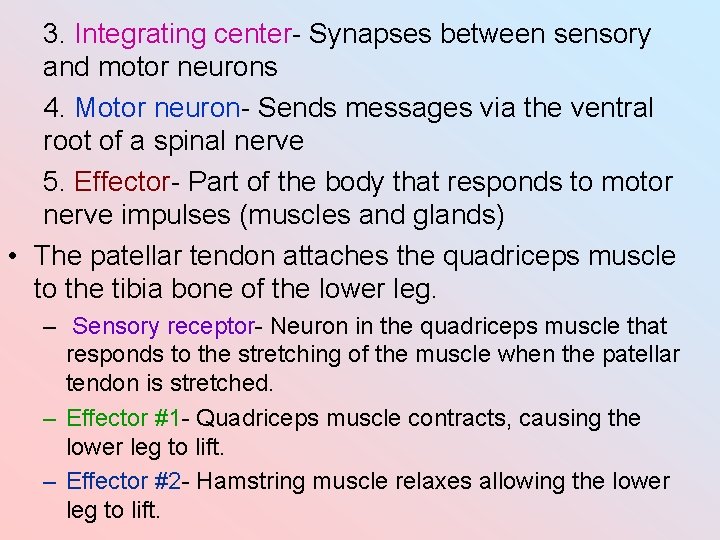 3. Integrating center- Synapses between sensory and motor neurons 4. Motor neuron- Sends messages