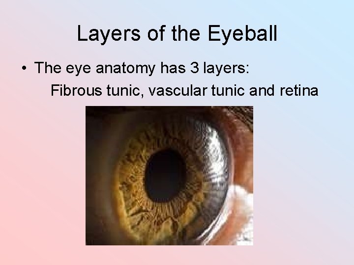 Layers of the Eyeball • The eye anatomy has 3 layers: Fibrous tunic, vascular Layers of the Eyeball • The eye anatomy has 3 layers: Fibrous tunic, vascular