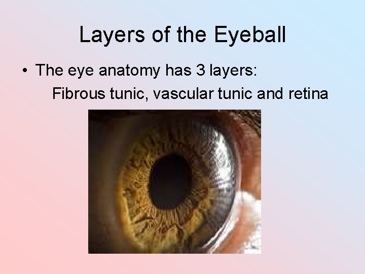 Layers of the Eyeball • The eye anatomy has 3 layers: Fibrous tunic, vascular