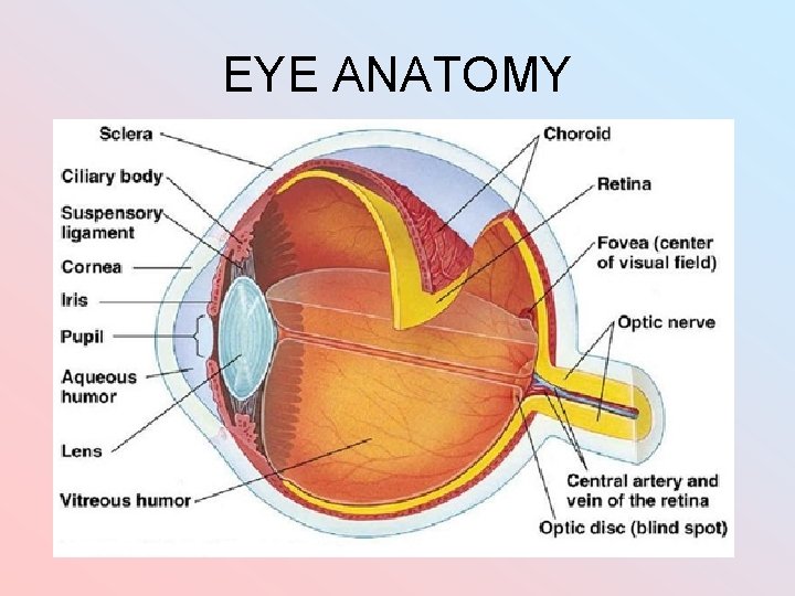 EYE ANATOMY EYE ANATOMY