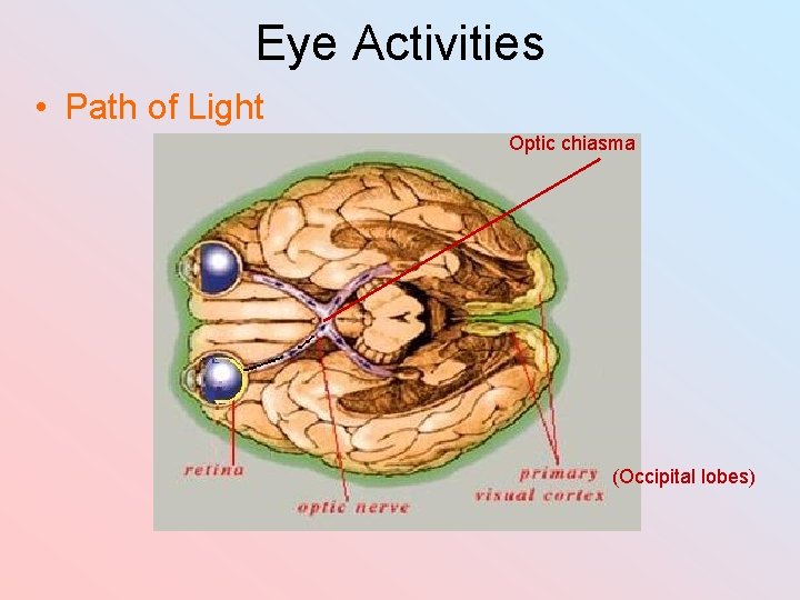 Eye Activities • Path of Light Optic chiasma (Occipital lobes) 