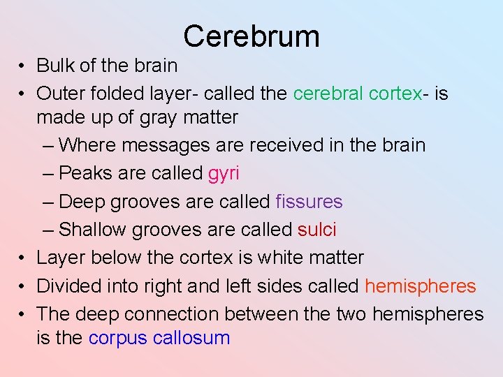 Cerebrum • Bulk of the brain • Outer folded layer- called the cerebral cortex- Cerebrum • Bulk of the brain • Outer folded layer- called the cerebral cortex-