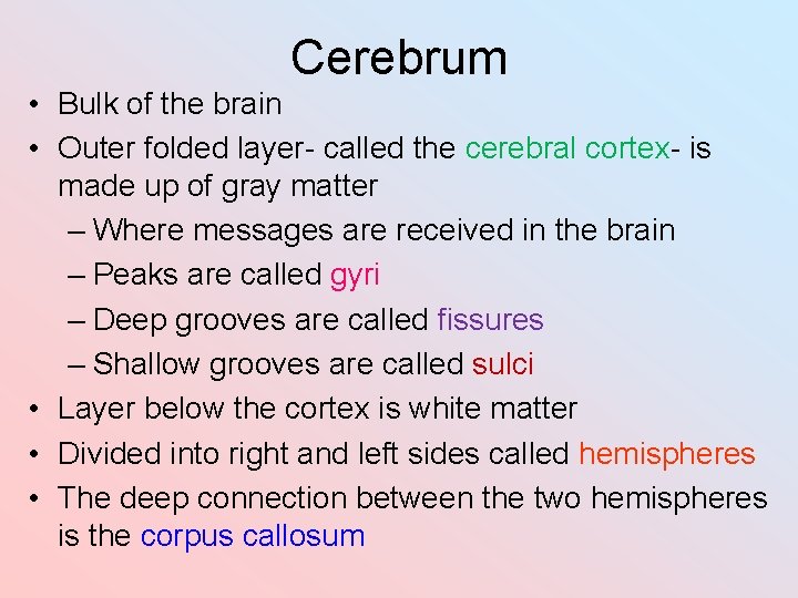 Cerebrum • Bulk of the brain • Outer folded layer- called the cerebral cortex-
