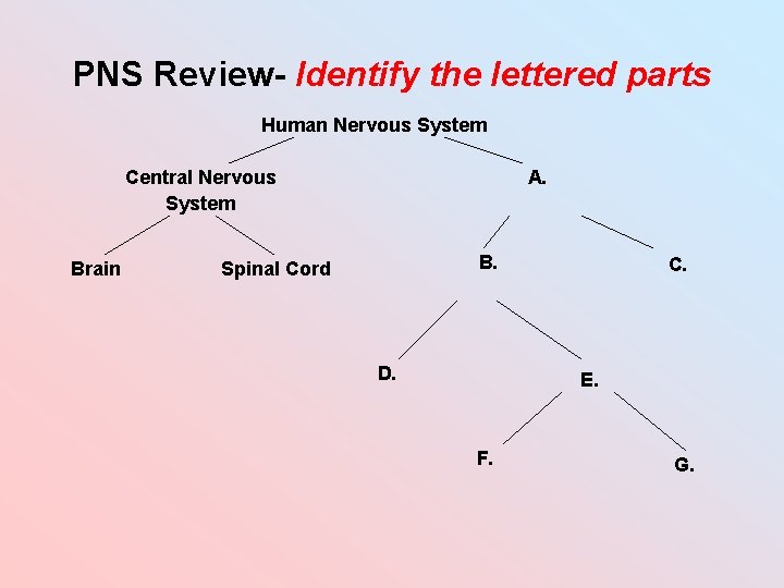 PNS Review- Identify the lettered parts Human Nervous System Central Nervous System Brain A. PNS Review- Identify the lettered parts Human Nervous System Central Nervous System Brain A.