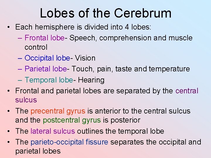 Lobes of the Cerebrum • Each hemisphere is divided into 4 lobes: – Frontal Lobes of the Cerebrum • Each hemisphere is divided into 4 lobes: – Frontal