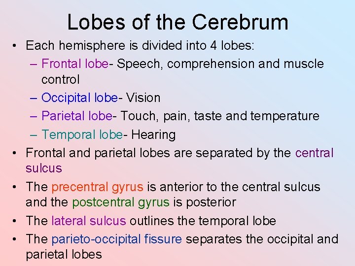 Lobes of the Cerebrum • Each hemisphere is divided into 4 lobes: – Frontal