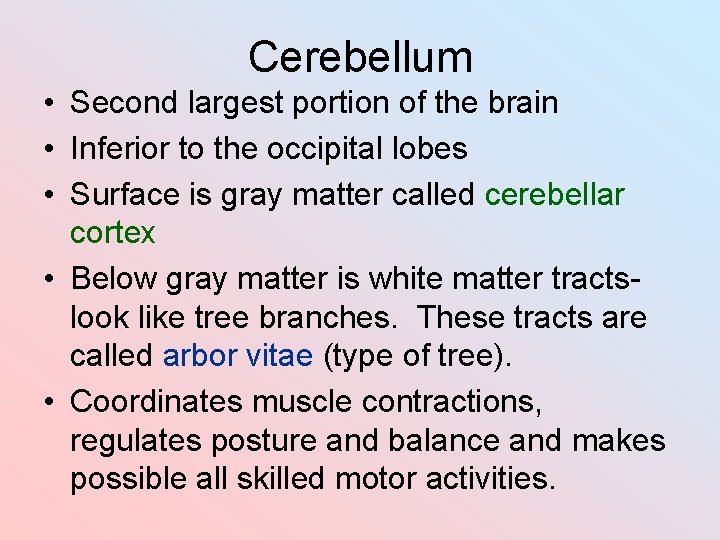 Cerebellum • Second largest portion of the brain • Inferior to the occipital lobes