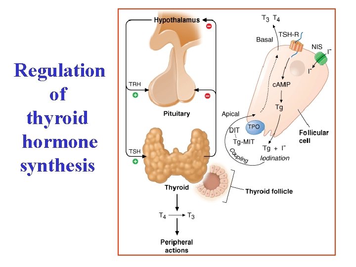 Regulation of thyroid hormone synthesis 