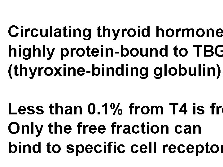 Circulating thyroid hormone highly protein-bound to TBG (thyroxine-binding globulin). Less than 0. 1% from