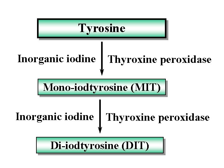 Tyrosine Inorganic iodine Thyroxine peroxidase Mono-iodtyrosine (MIT) Inorganic iodine Thyroxine peroxidase Di-iodtyrosine (DIT) 