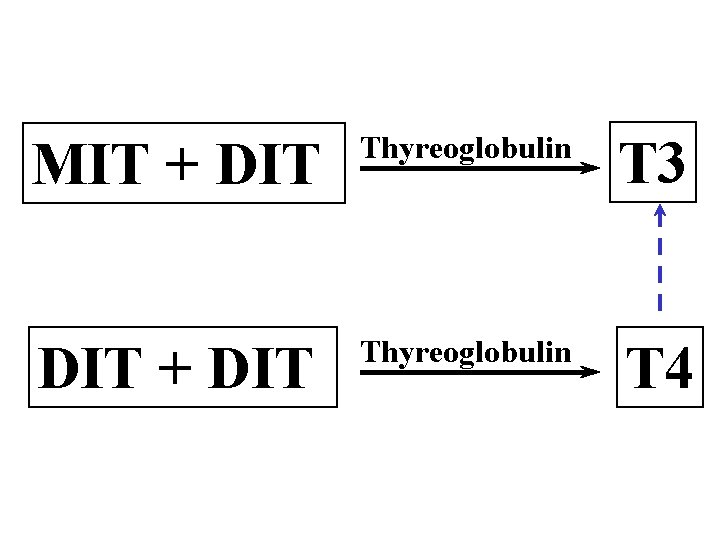 MIT + DIT Thyreoglobulin T 3 DIT + DIT Thyreoglobulin T 4 