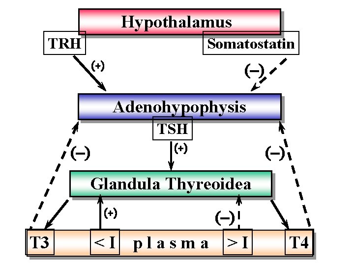Hypothalamus TRH Somatostatin (+) (-) Adenohypophysis TSH (+) (-) Glandula Thyreoidea (+) T 3