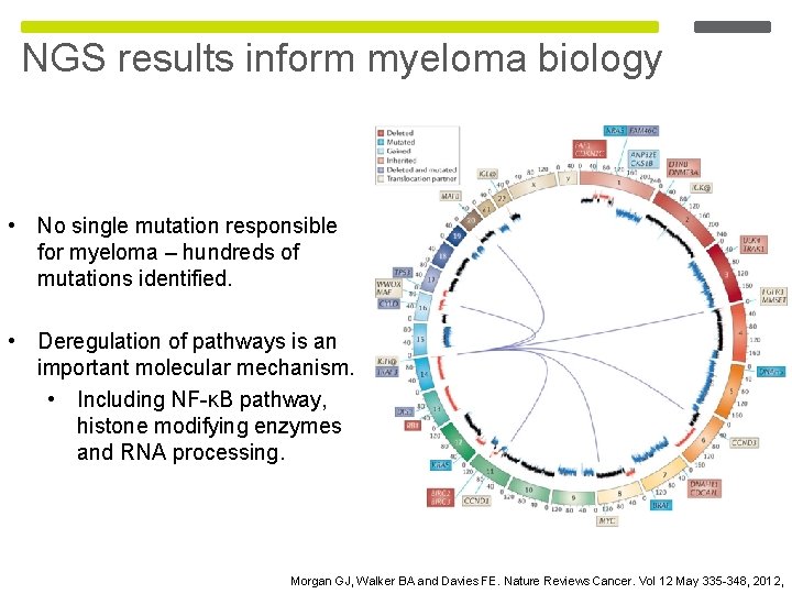 NGS results inform myeloma biology • No single mutation responsible for myeloma – hundreds NGS results inform myeloma biology • No single mutation responsible for myeloma – hundreds