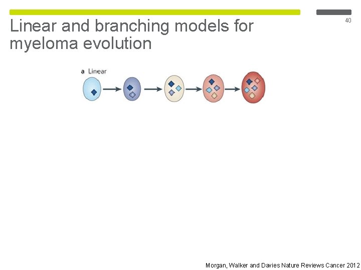 Linear and branching models for myeloma evolution 40 Morgan, Walker and Davies Nature Reviews Linear and branching models for myeloma evolution 40 Morgan, Walker and Davies Nature Reviews