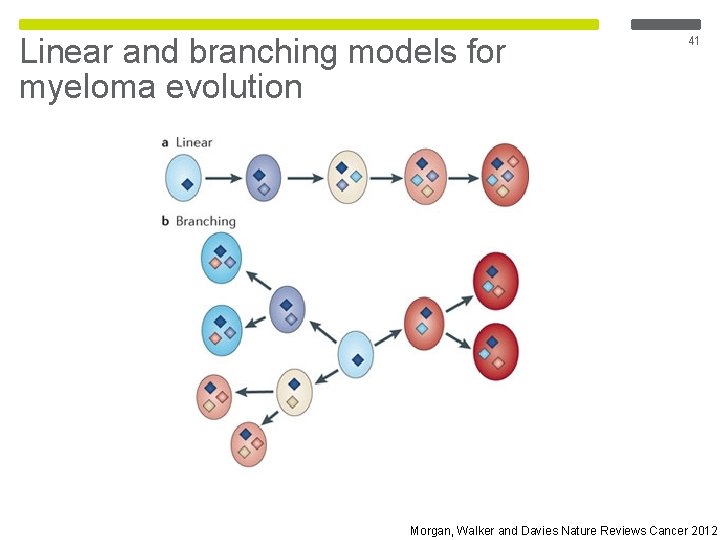 Linear and branching models for myeloma evolution 41 Morgan, Walker and Davies Nature Reviews Linear and branching models for myeloma evolution 41 Morgan, Walker and Davies Nature Reviews