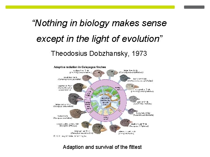 “Nothing in biology makes sense except in the light of evolution” Theodosius Dobzhansky, 1973 “Nothing in biology makes sense except in the light of evolution” Theodosius Dobzhansky, 1973