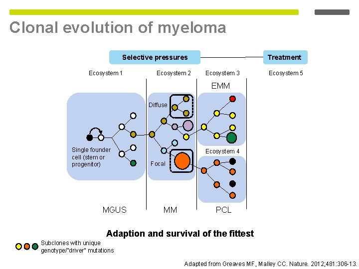 Clonal evolution of myeloma Selective pressures Ecosystem 1 Ecosystem 2 Treatment Ecosystem 3 Ecosystem Clonal evolution of myeloma Selective pressures Ecosystem 1 Ecosystem 2 Treatment Ecosystem 3 Ecosystem