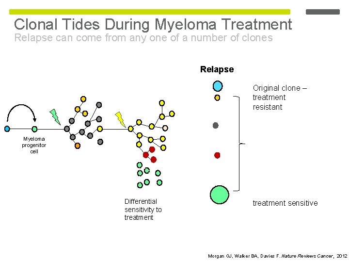 Clonal Tides During Myeloma Treatment Relapse can come from any one of a number Clonal Tides During Myeloma Treatment Relapse can come from any one of a number