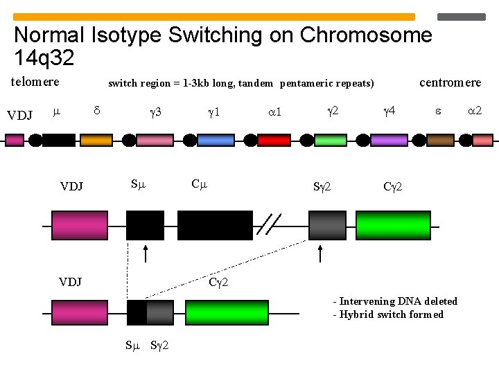 Normal Isotype Switching on Chromosome 14 q 32 telomere VDJ centromere switch region = Normal Isotype Switching on Chromosome 14 q 32 telomere VDJ centromere switch region =