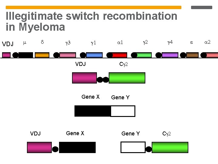 Illegitimate switch recombination in Myeloma VDJ VDJ Gene X C Gene Y C Illegitimate switch recombination in Myeloma VDJ VDJ Gene X C Gene Y C
