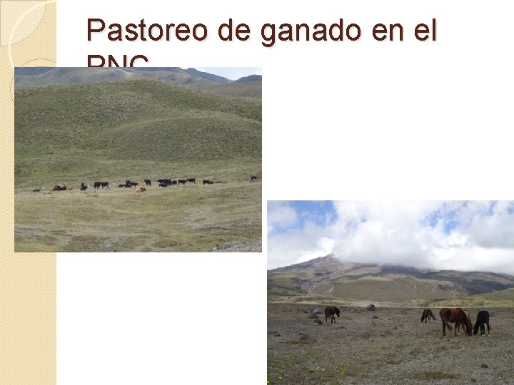 Pastoreo de ganado en el PNC Pastoreo de ganado en el PNC