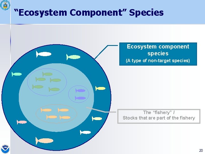 “Ecosystem Component” Species Ecosystem component species (A type of non-target species) The “fishery” /