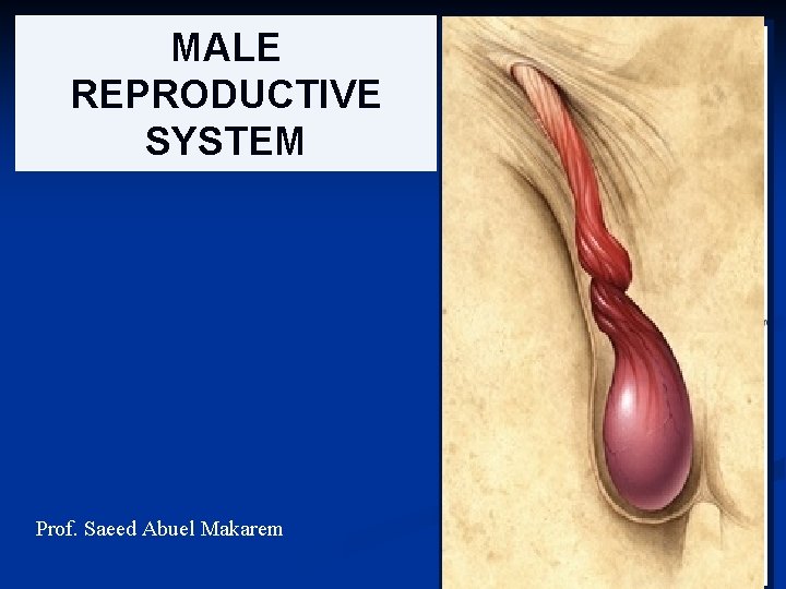 MALE REPRODUCTIVE SYSTEM Prof. Saeed Abuel Makarem 1 