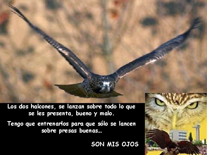 Los dos halcones, se lanzan sobre todo lo que se les presenta, bueno y