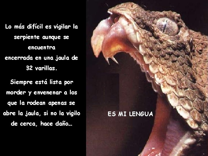 Lo más difícil es vigilar la serpiente aunque se encuentra encerrada en una jaula