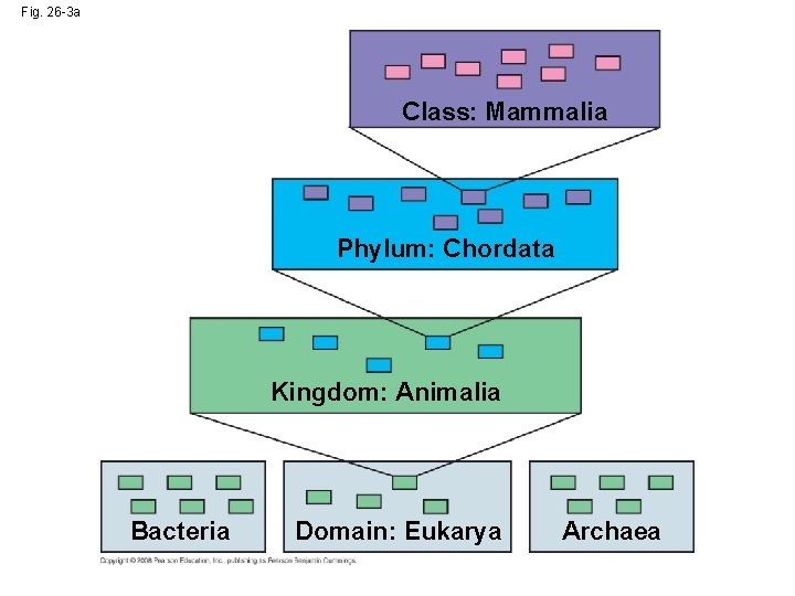 Fig. 26 -3 a Class: Mammalia Phylum: Chordata Kingdom: Animalia Bacteria Domain: Eukarya Archaea