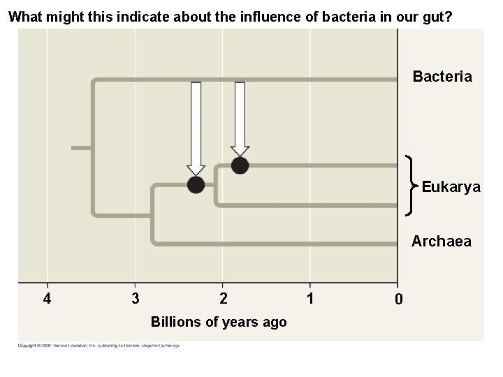 What might this indicate about the influence of bacteria in our gut? Bacteria Eukarya