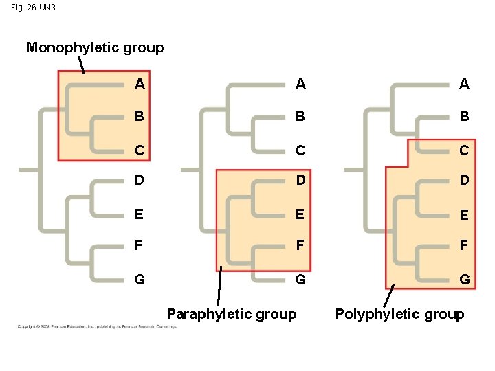 Fig. 26 -UN 3 Monophyletic group A A A B B B C C