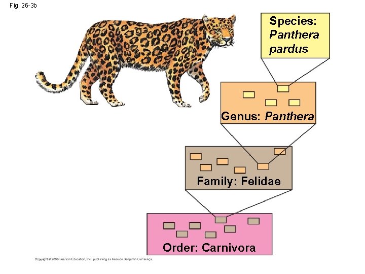 Fig. 26 -3 b Species: Panthera pardus Genus: Panthera Family: Felidae Order: Carnivora 