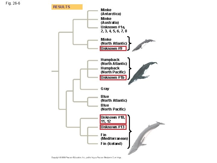 Fig. 26 -6 RESULTS Minke (Antarctica) Minke (Australia) Unknown #1 a, 2, 3, 4,