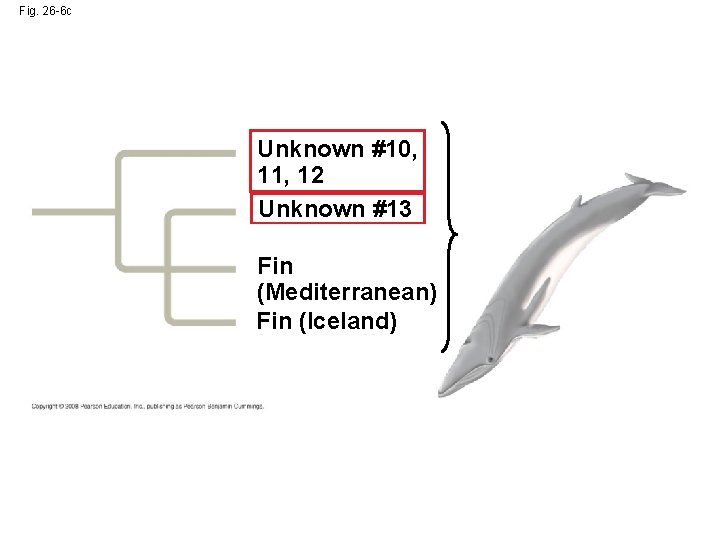 Fig. 26 -6 c Unknown #10, 11, 12 Unknown #13 Fin (Mediterranean) Fin (Iceland)