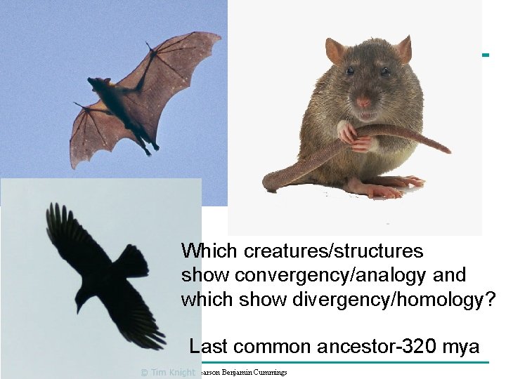 Which creatures/structures show convergency/analogy and which show divergency/homology? Last common ancestor-320 mya Copyright ©