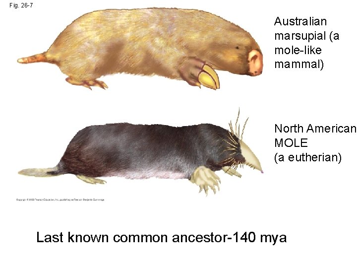 Fig. 26 -7 Australian marsupial (a mole-like mammal) North American MOLE (a eutherian) Last