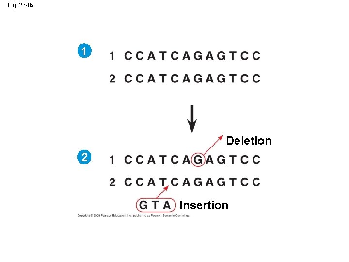 Fig. 26 -8 a 1 Deletion 2 Insertion 