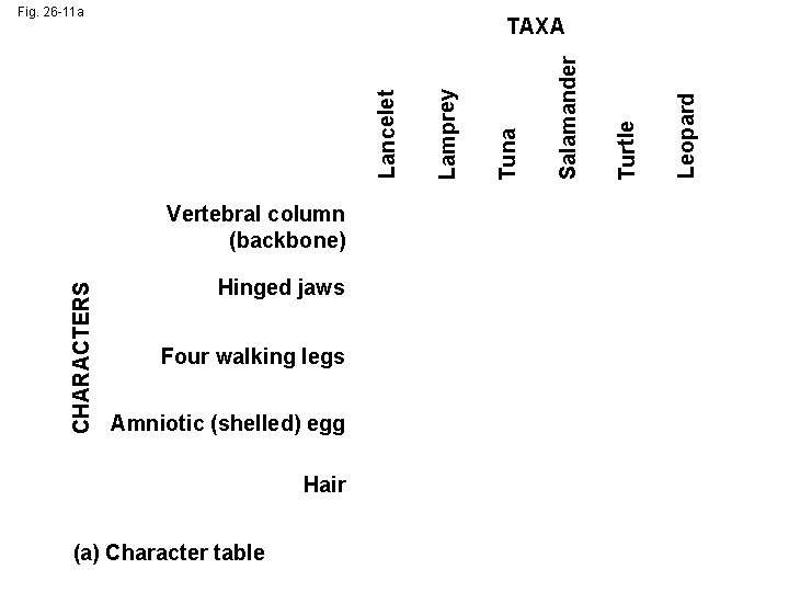 Fig. 26 -11 a CHARACTERS Vertebral column (backbone) Hinged jaws Four walking legs Amniotic