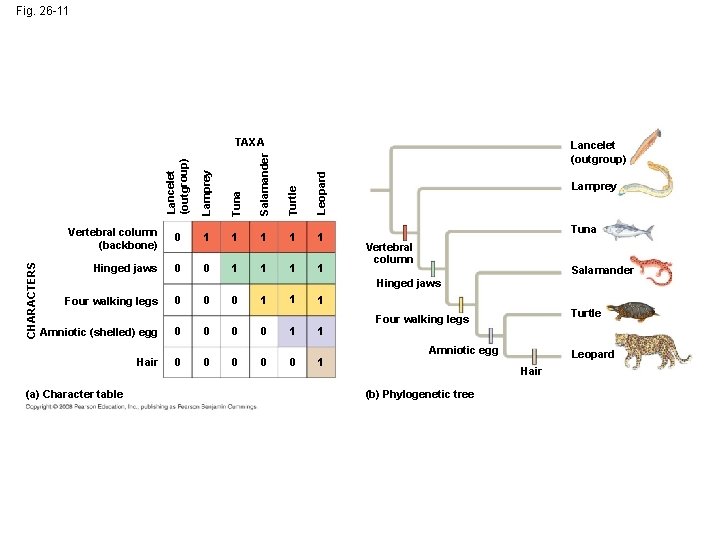 Fig. 26 -11 Lamprey Tuna Salamander Turtle Leopard Lancelet (outgroup) CHARACTERS TAXA Vertebral column