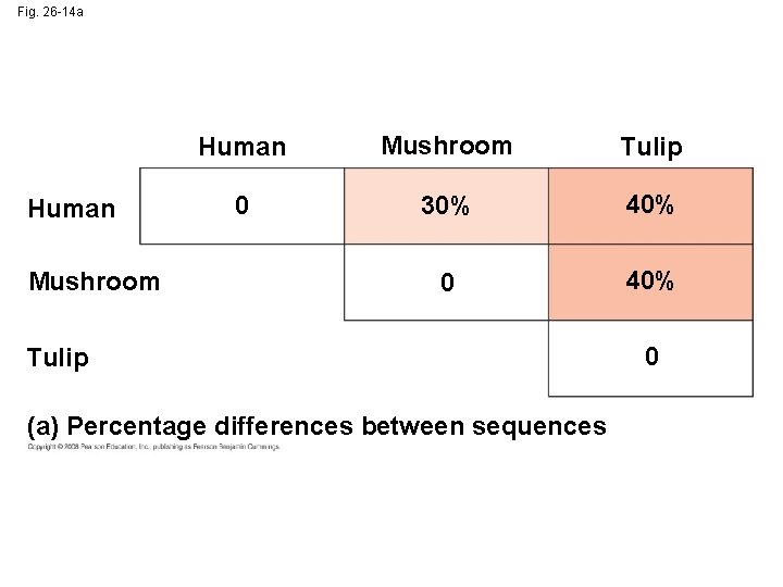 Fig. 26 -14 a Human Mushroom Tulip 0 30% 40% 0 40% Tulip (a)